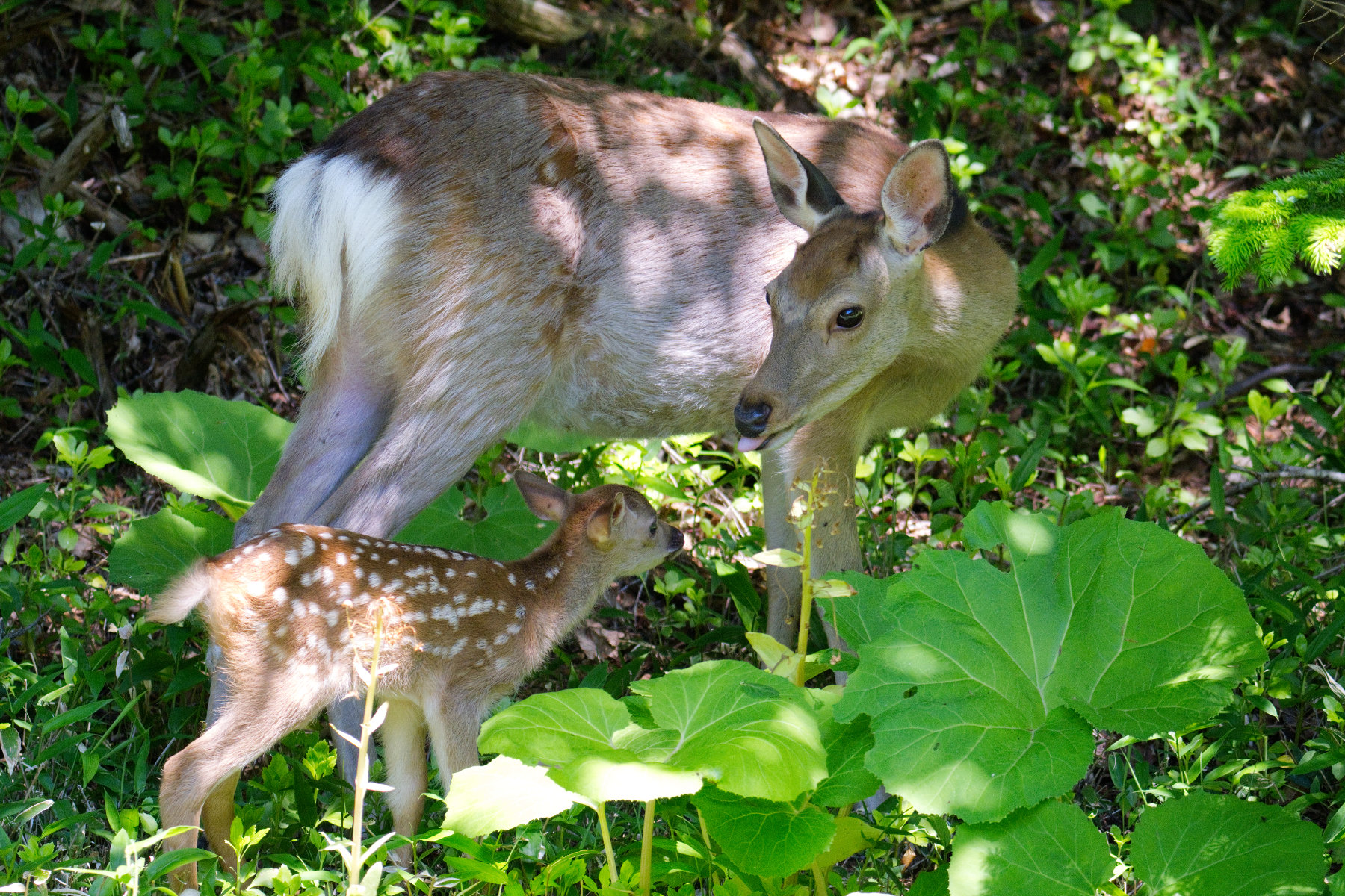 hokkaido_tierwelt_15