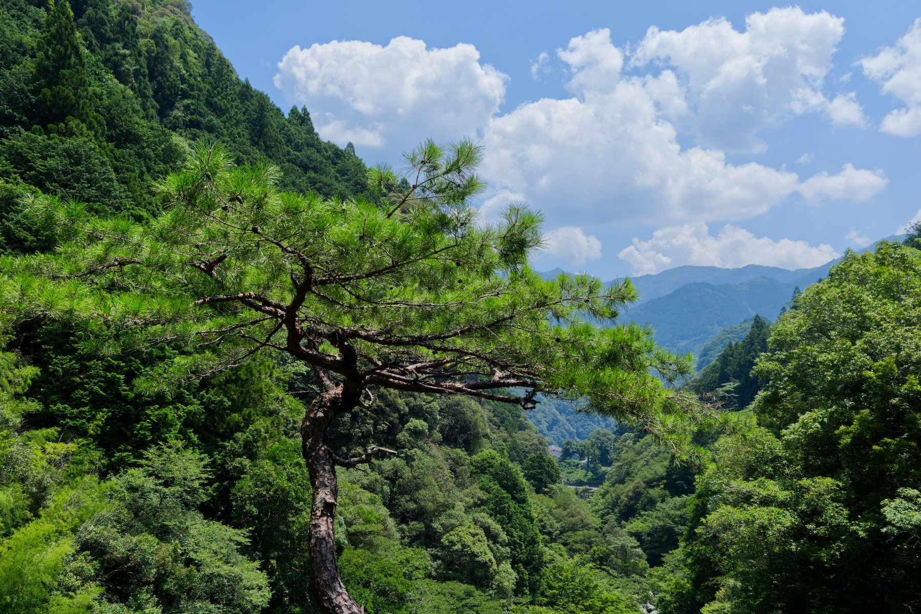 nakatsu-gorge_12