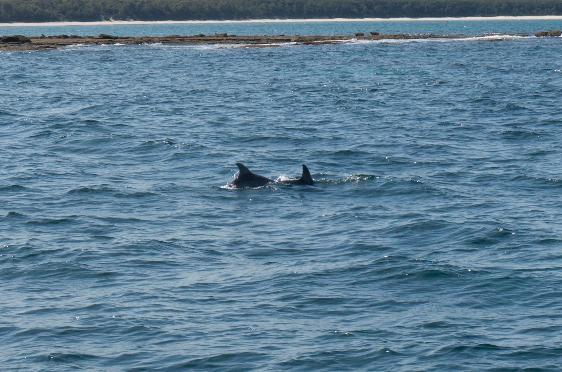 jervis-bay_08 Delfine in der Jervis Bay, Australien