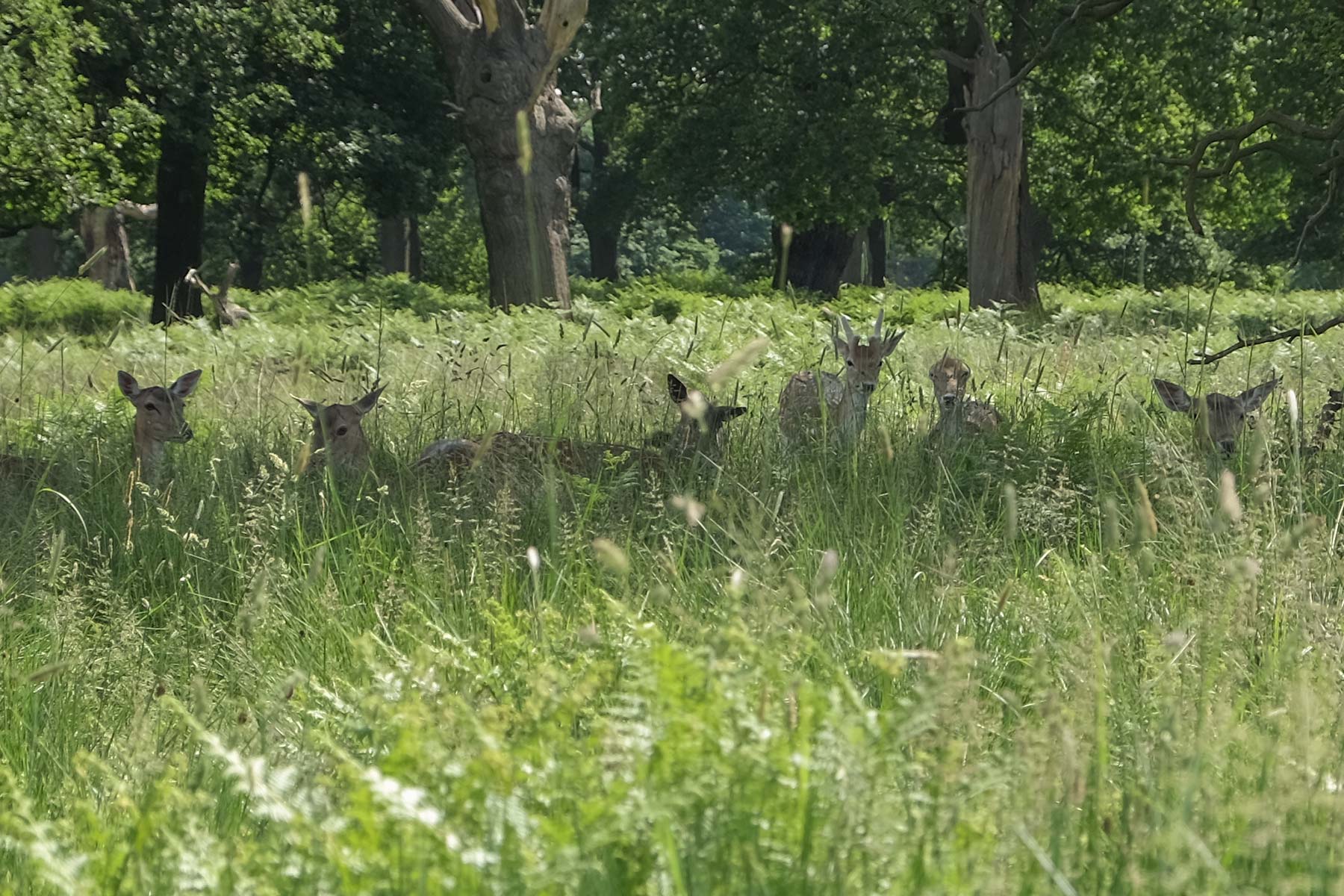 richmond-park-05 Wilde Hirsche im Richmond Park, London