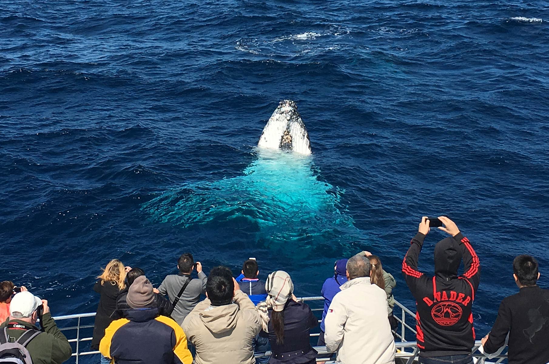 sydney_whale-watching_10 Buckelwal Whale Watching vor der Küste Sydneys, Australien