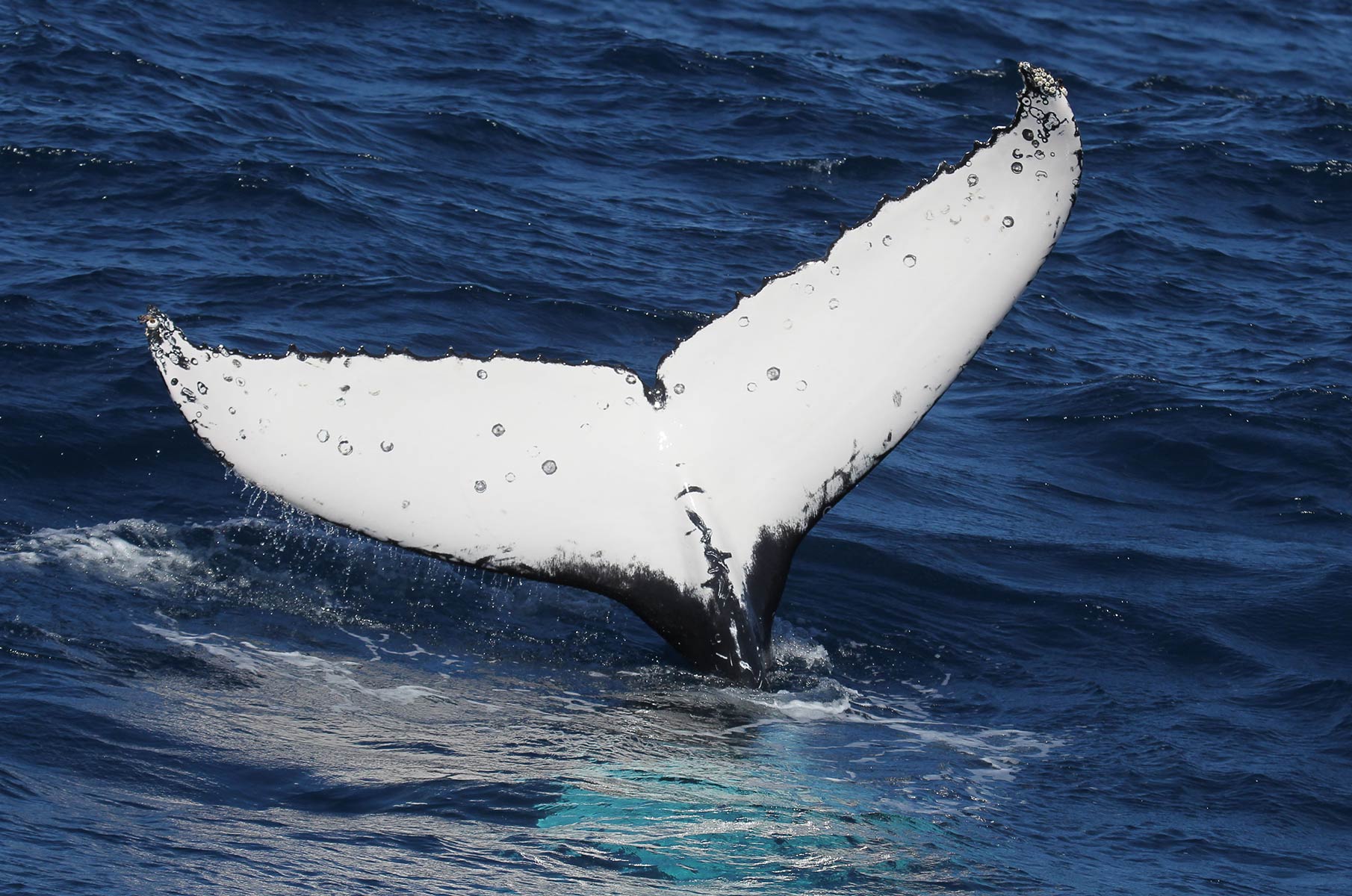 sydney_whale-watching_15 Buckelwal Whale Watching vor der Küste Sydneys, Australien